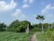 Huyện Thường Tín sẽ cưỡng chế thu hồi 13.584m2 đất ở xã Ninh Sở
