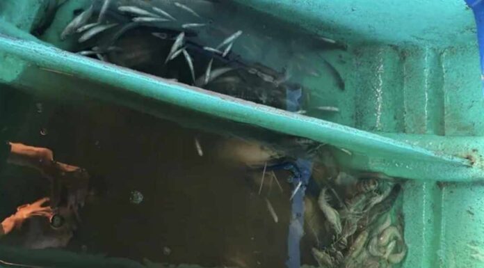 Bắt quả tang hai đối tượng khai thác thủy sản bằng thuốc trừ sâu